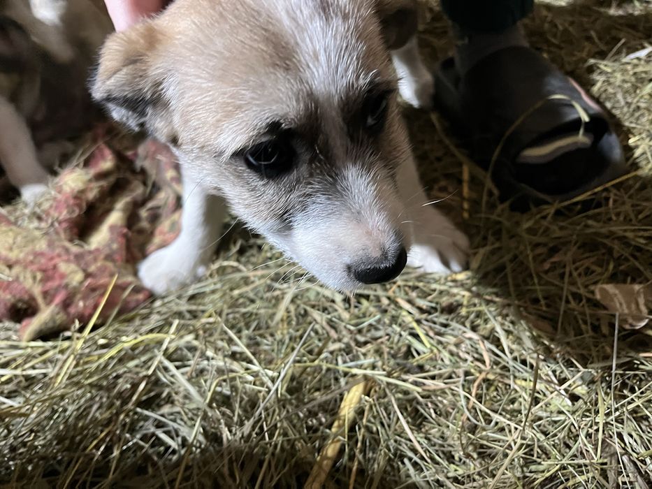 Oddam suczki w dobre rece