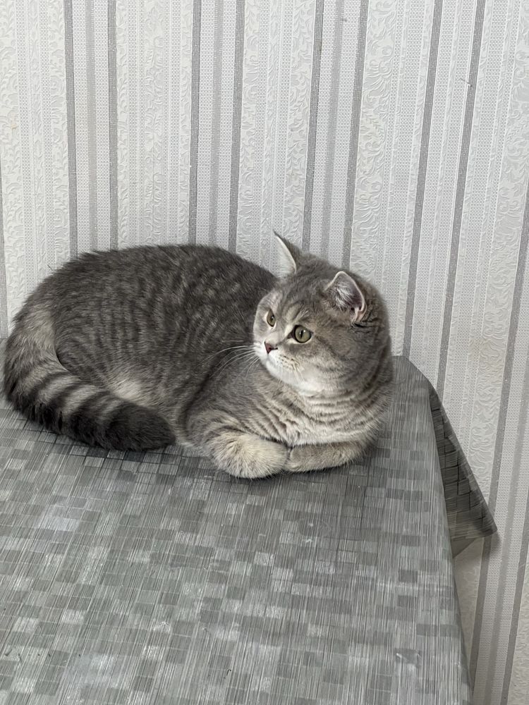 Вязка. Шотланский кот