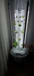 Tower Garden oryginalny