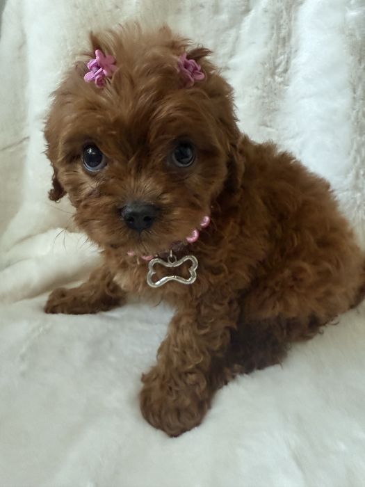 Cavapoo sliczna sunia