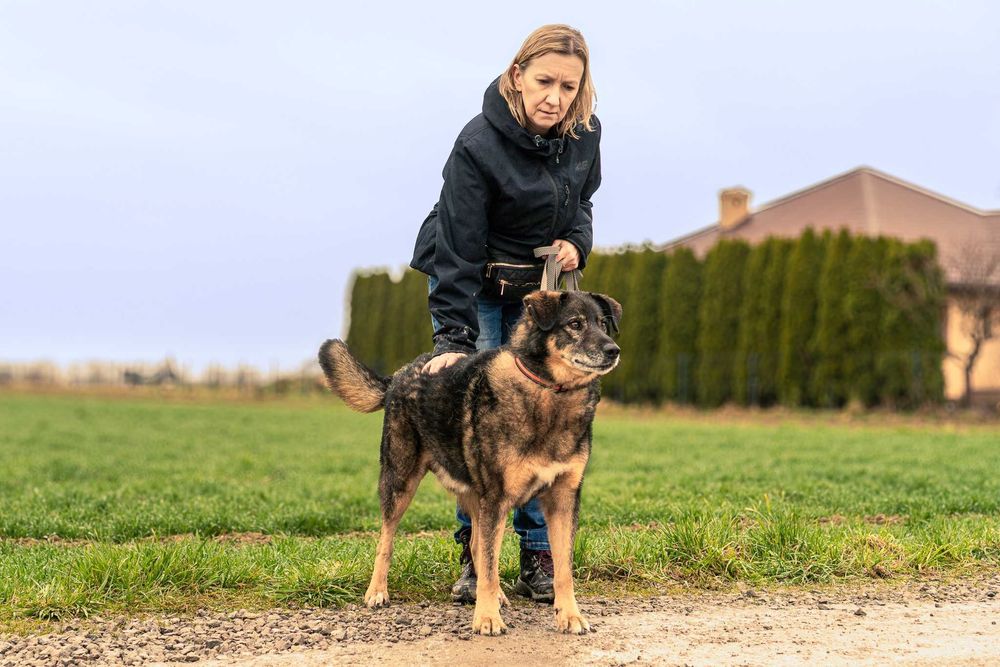 Bigosik - grzeczny, wspaniały, idealny, dojrzały piesek do adopcji