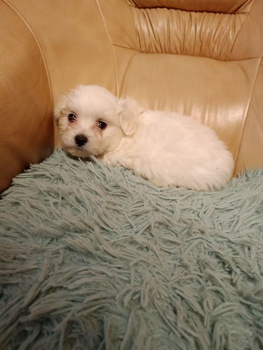 Suczka shih-tzu szczeniak