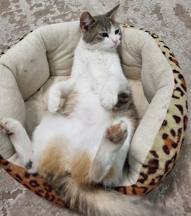 Киці, кицьки віддам у добрі руки