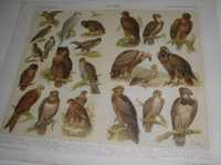 1898 r. Ptaki piękne XIX w. chromolitografie do wystroju wnętrza