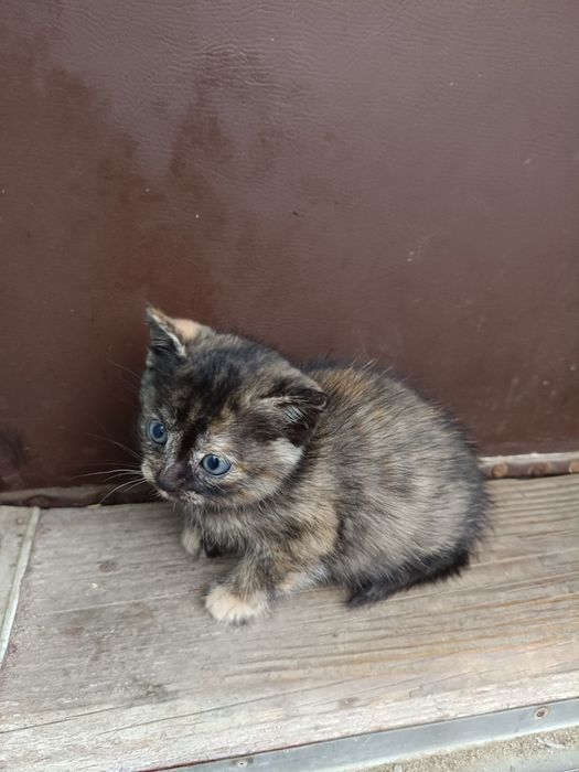 Шукаємо люблячу родину для кошенятки