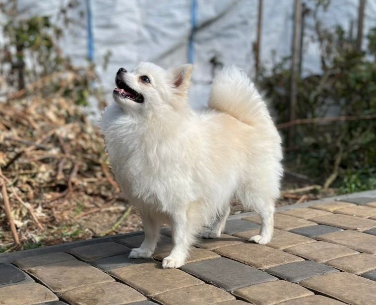 Девочка повязана шпиц продажа