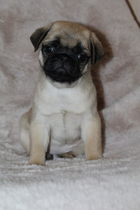 Розкішні мопсики