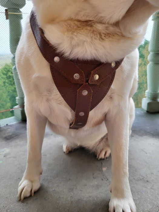 Skórzane mocne szelki dla psa
