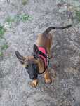 Owczarek belgijski Malinois - piesek