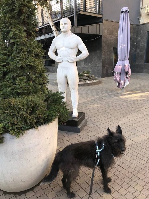 Віддам собаку метис