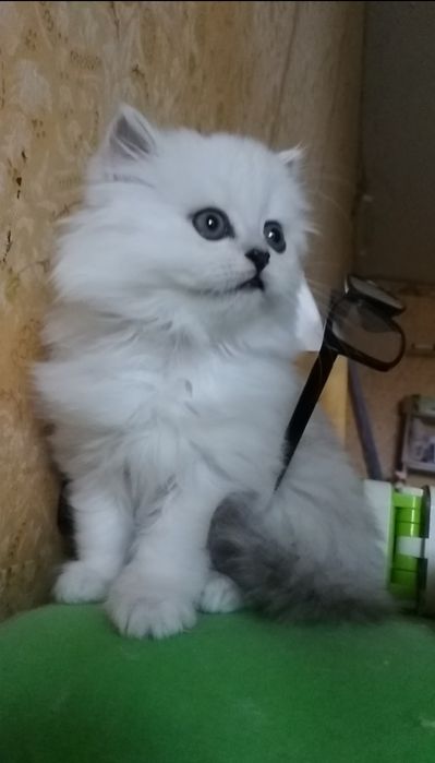 Серебристый шиншилла белый пепельный хайленд