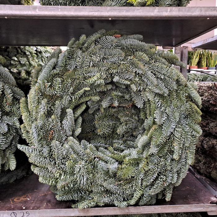 Gałęzie jodly nobilis i nordman oraz wianki