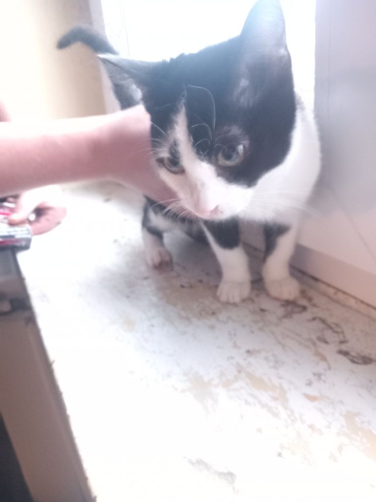 Do Adopcji się poleca 1 kocur