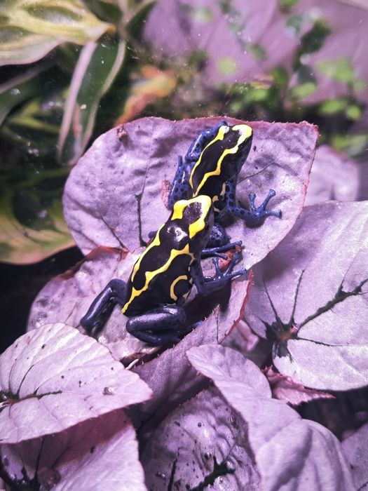 Dendrobates Tinctorius Nominat młode żabki drzewołazy tropikalne