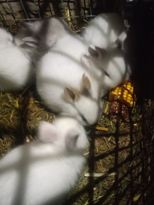 Sprzedam króliczki miniaturki