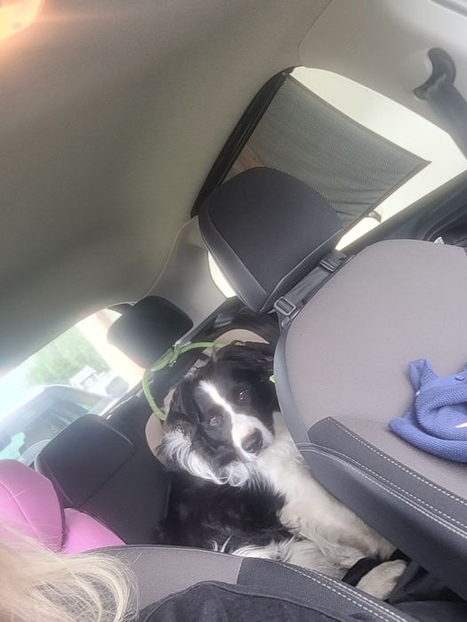 5 letni samiec border collie wykastrowany