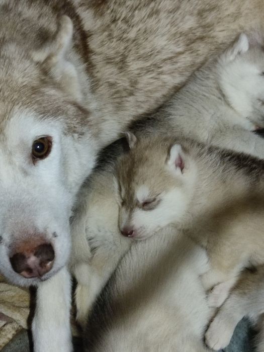 Хасята. Цуценята. Хаскі.  КСУ