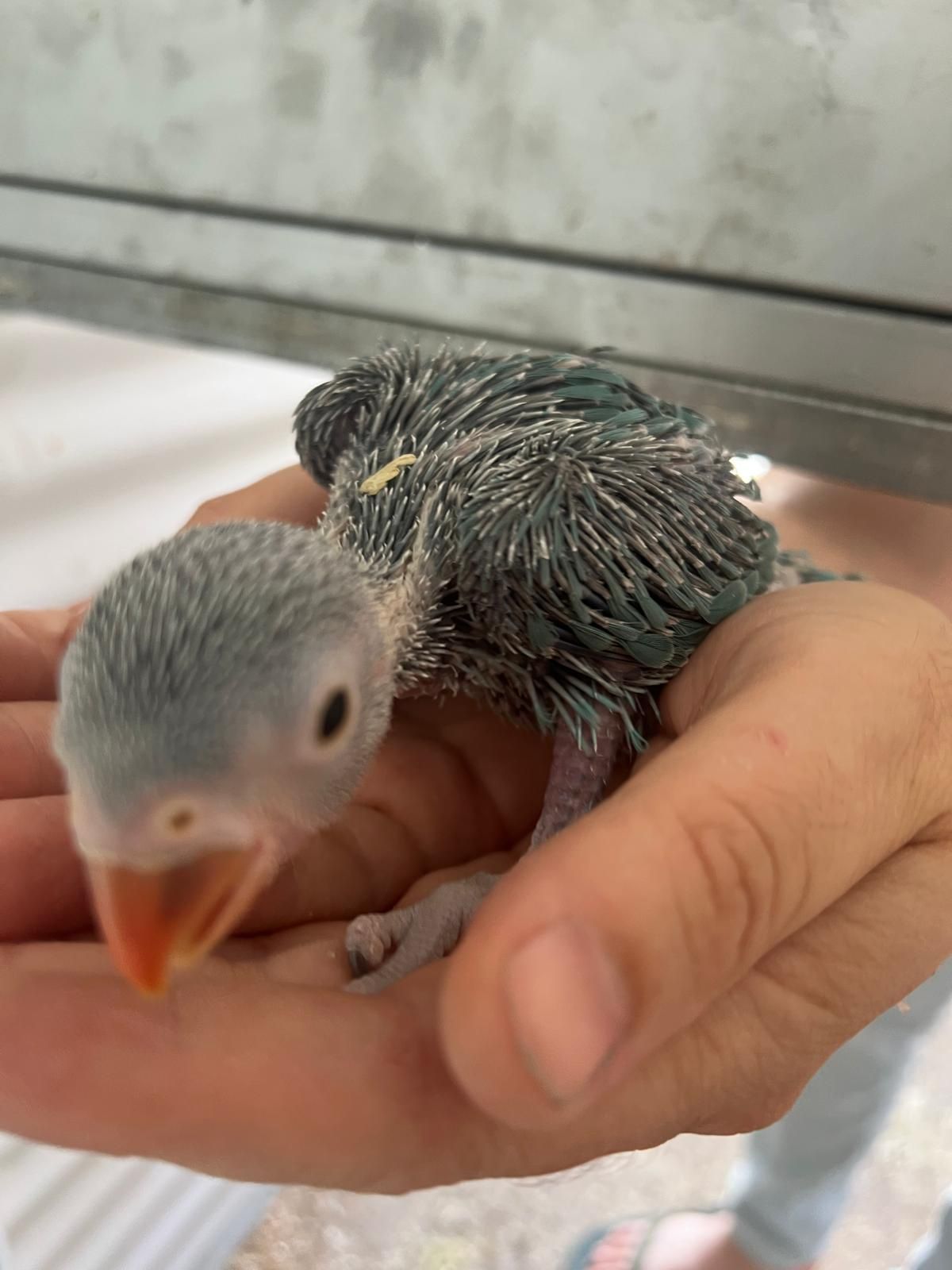 Ring necks para acabar de criar a mão
