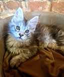 Maine Coon,  kotka, rodowód FPL