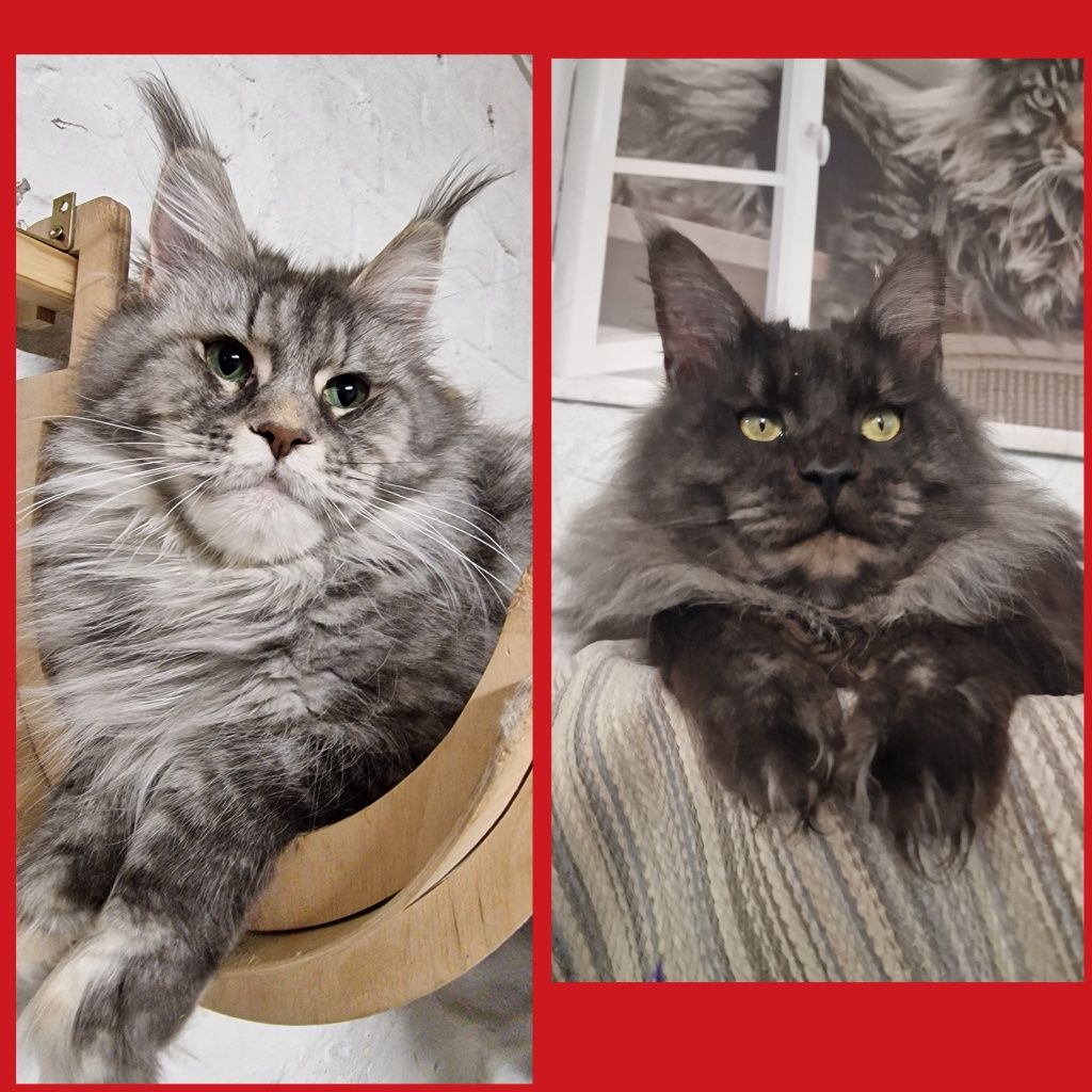 Maine Coon kotka