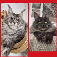 Maine Coon kotka