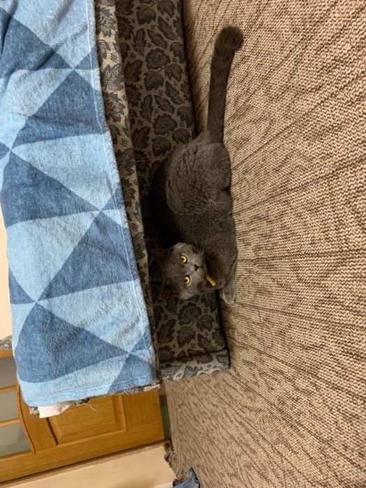 Віддамо дуже гарного котика