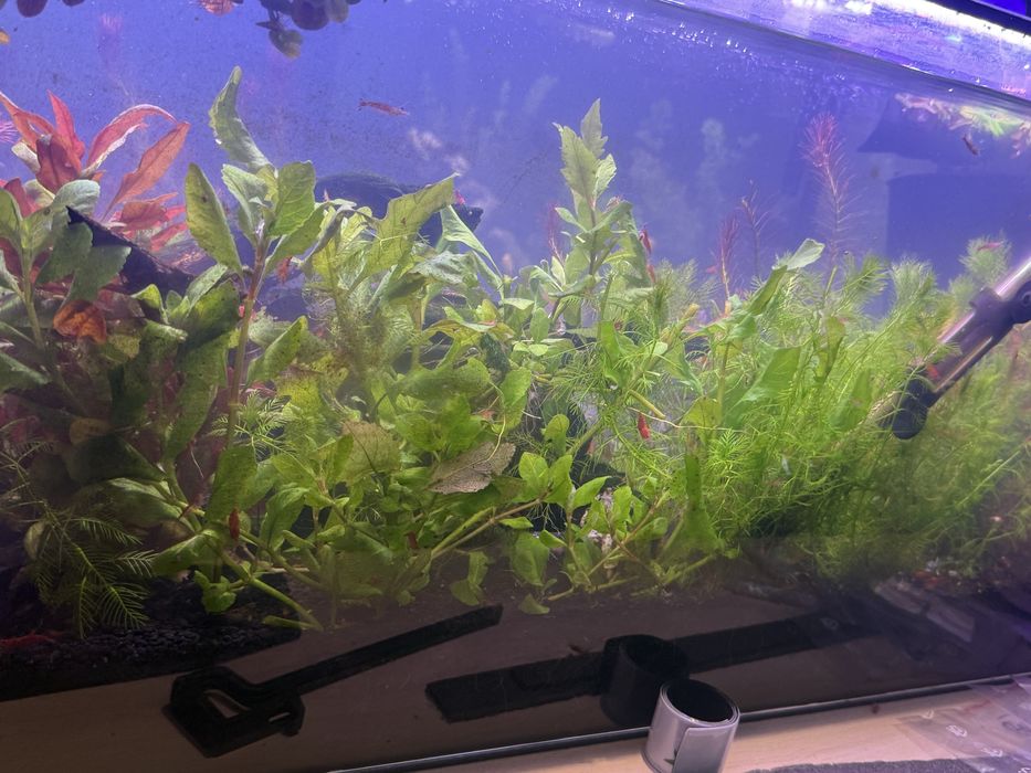 Rosliny akwariowe