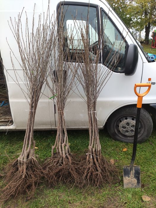 Drzewka Owocowe Producent Wysyłka