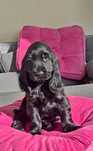 cocker spaniel czarny długie uszy jak wegielek