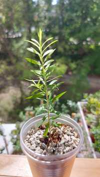 Melaleuca bracteata (Мелалеука брактеата, Чайное дерево)