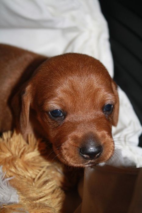 Руда принцеса з характером