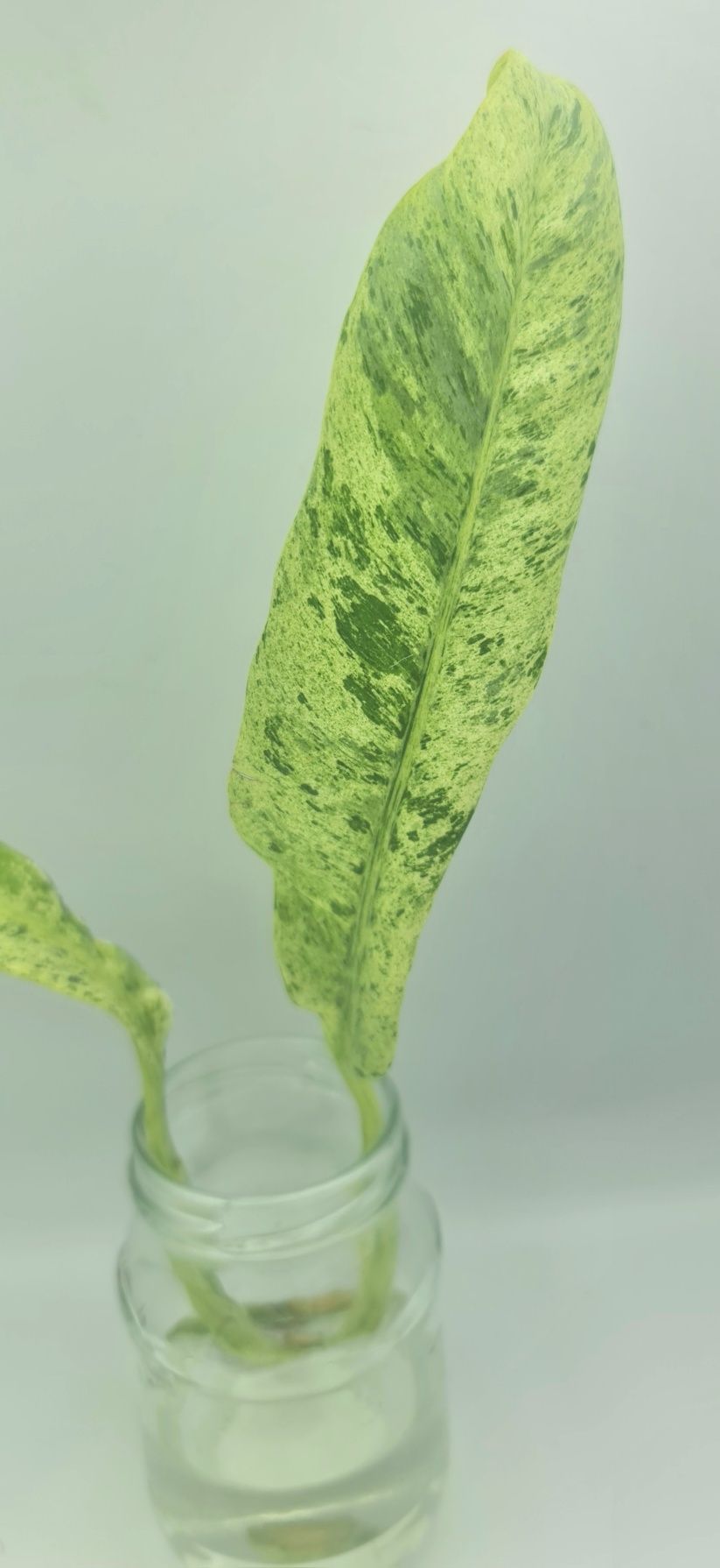 Epipremnum Gigsnteum marble variegata,podwójna pędówka