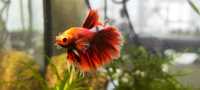 Півник betta fish