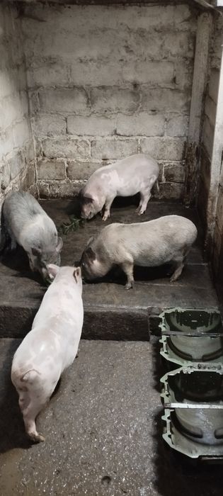 Продам вьетнамских поросят