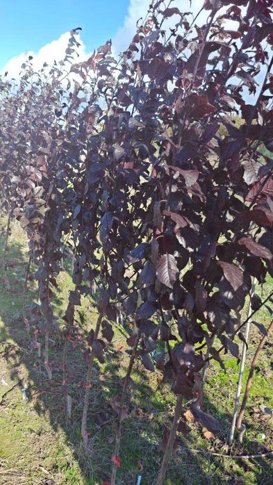 Sprzedam Śliwę Pissardi