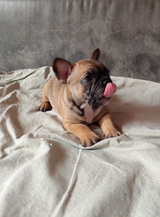 Buldog francuski suczka