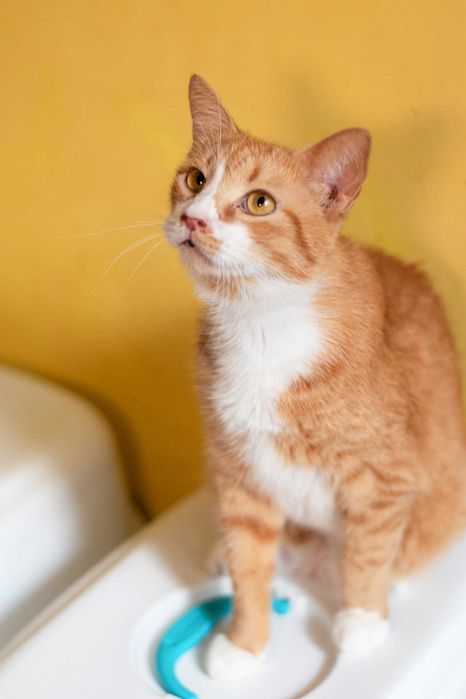 КЕКСІК в пошуках родини! Кіт, кастров 2 рочки