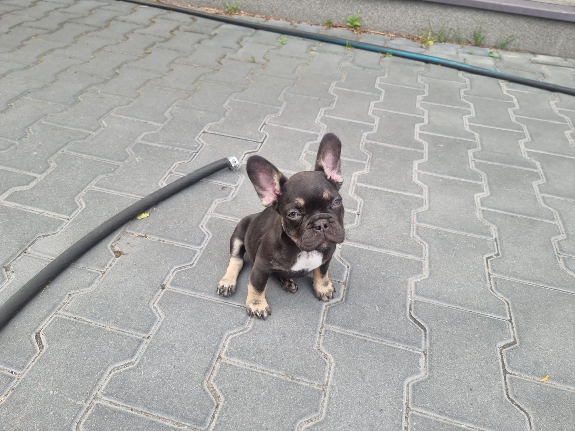 Buldog francuski