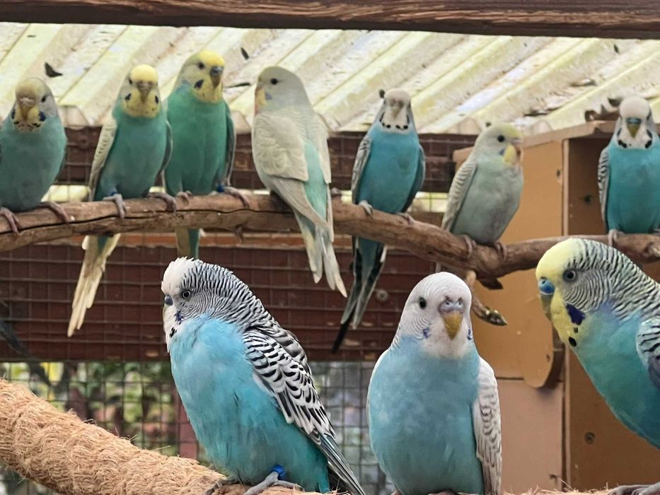 Papużki faliste 2024 i 2025