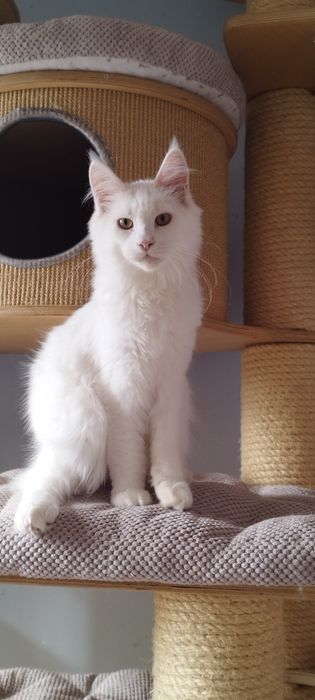 Kocurek Maine Coon biały słyszy