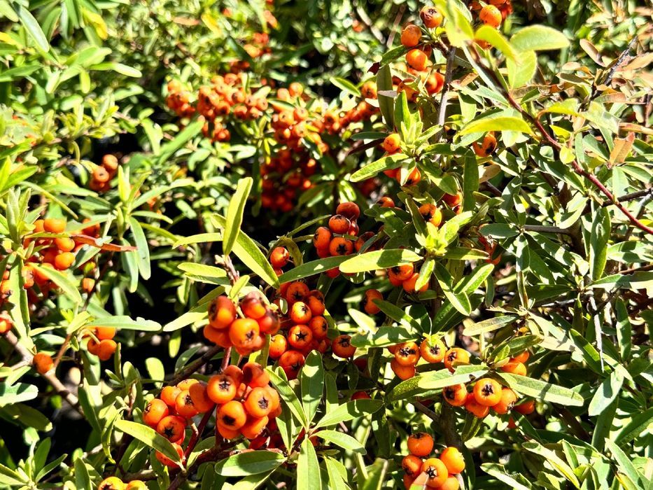 Ognik szkarłatny 'Navajo' (Pyracantha coccinea) Pomarańczowy 2.0L