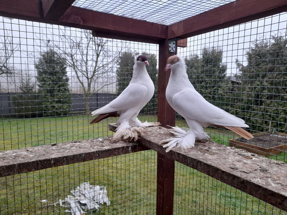 Gołębie ozdobne krymki