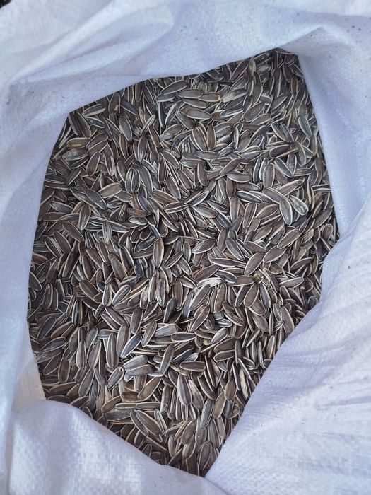 Продам соняшник рябий калібром 8+,  кругле решето ( для см