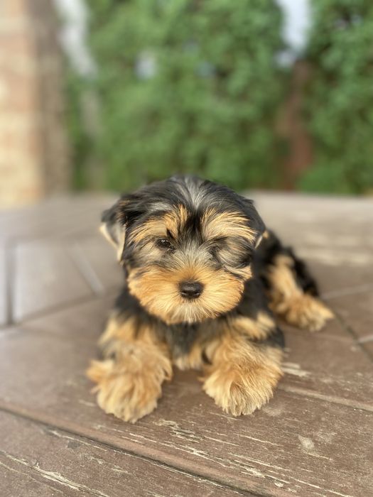 Дівчатка йорки