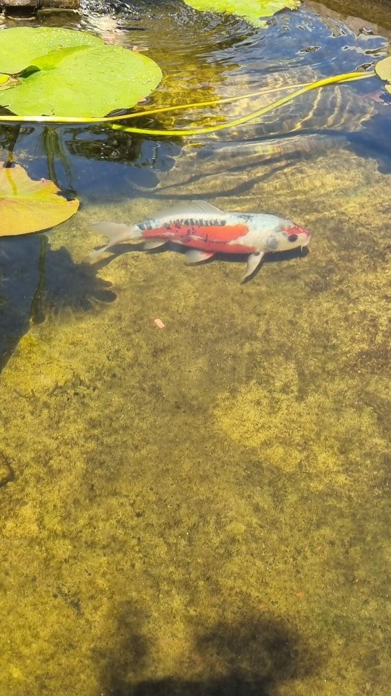 Carpa Koi Shusui