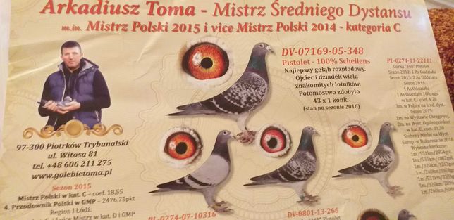 Gołębie pocztowe czarne Arek Toma