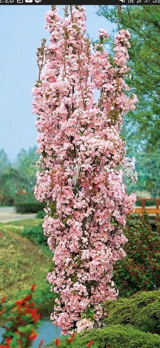 Laurowisnia Nowita 70 cm 3 litry donica