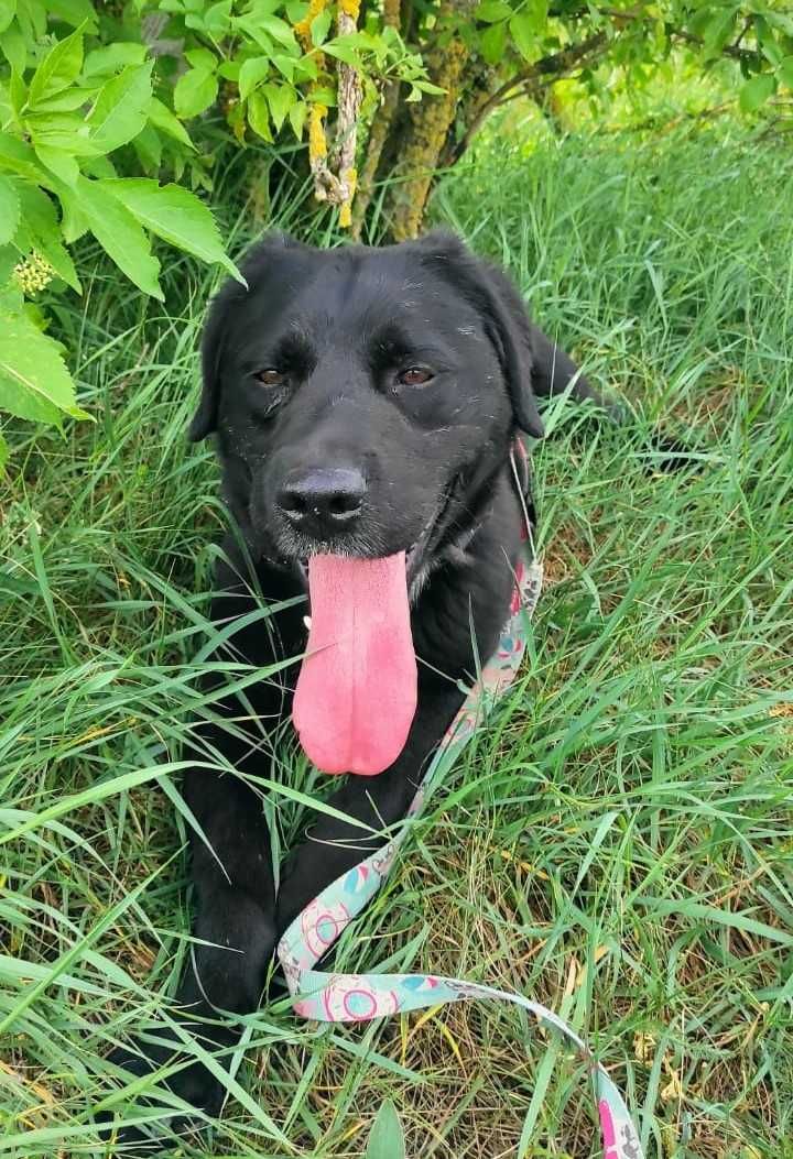 Łagodny w typie labradora Łapka szuka domku
