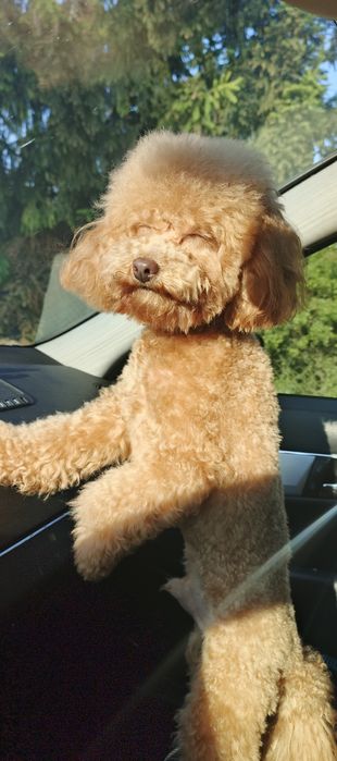 В'язка той пудель