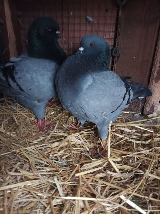 Sprzedam gołębie